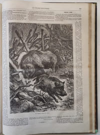 La chasse illustrée. Journal des chasseurs et la vie à la campagne. 6ème Année. 1873 (du N°1 du 4 janvier 1873 au N° 52 du 27 décembre 1873)