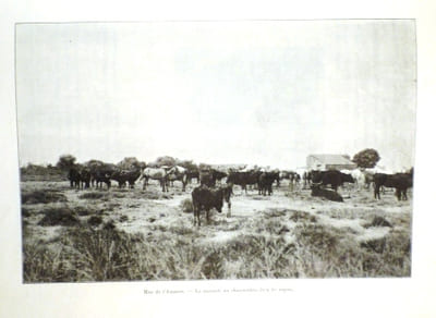 Le Taureau Camargue, son élevage, la course provençale.
