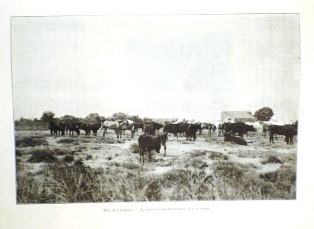 Le Taureau Camargue, son élevage, la course provençale.. FLANDREYSY et BOUZANQUET (J.de.et G.).