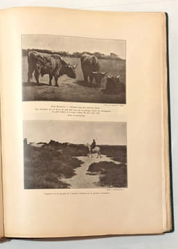 Le Taureau Camargue, son élevage, la course provençale.. FLANDREYSY et BOUZANQUET (J.de.et G.).