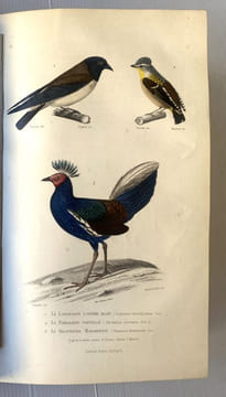 Oeuvres contenant le complément de Buffon à l'histoire des mammifères et des oiseaux, l'histoire des cétacés, batraciens serpents et poissons. ...