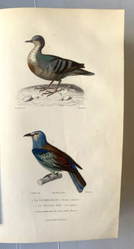 Oeuvres contenant le complément de Buffon à l'histoire des mammifères et des oiseaux, l'histoire des cétacés, batraciens serpents et poissons. ...