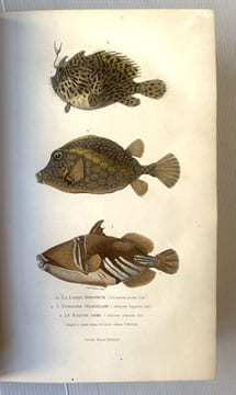 Oeuvres contenant le complément de Buffon à l'histoire des mammifères et des oiseaux, l'histoire des cétacés, batraciens serpents et poissons. ...