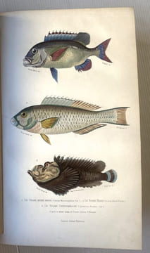 Oeuvres contenant le complément de Buffon à l'histoire des mammifères et des oiseaux, l'histoire des cétacés, batraciens serpents et poissons. ...