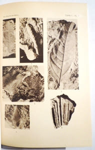 Esquisse de la végétation des Bouches-du-Rhône pendant les temps géologiques.