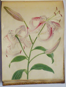 RECUEIL D'AQUARELLES, DESSINS ORIGINAUX ET GRAVURES.