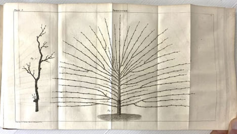 TRAITE DE LA CULTURE DES ARBRES FRUTIERS, contenant une nouvelle manière de les tailler, et une méthode particulière de guérir les maladies qui ...