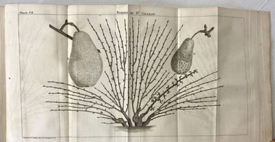 TRAITE DE LA CULTURE DES ARBRES FRUTIERS, contenant une nouvelle manière de les tailler, et une méthode particulière de guérir les maladies qui attaquent les arbres fruitiers et forestiers. Traduit de l'anglais avec des notes par J. P. Pictet-Mallet.
