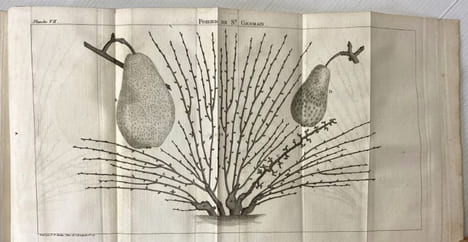 TRAITE DE LA CULTURE DES ARBRES FRUTIERS, contenant une nouvelle manière de les tailler, et une méthode particulière de guérir les maladies qui ...