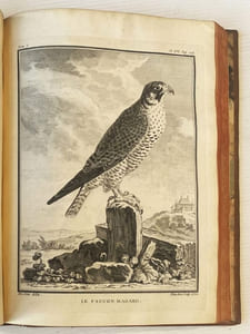 Histoire naturelle, générale et particulière, avec la description du Cabinet du Roi. Quadrupèdes et Oiseaux.