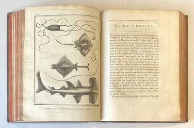 Histoire naturelle, générale et particulière, avec la description du Cabinet du Roi. Quadrupèdes et Oiseaux.