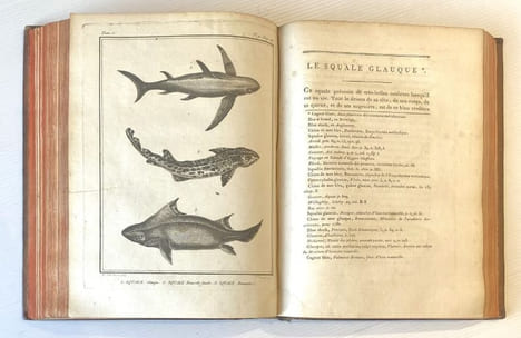 Histoire naturelle, générale et particulière, avec la description du Cabinet du Roi. Quadrupèdes et Oiseaux.. BUFFON (Georges Louis Leclerc de)