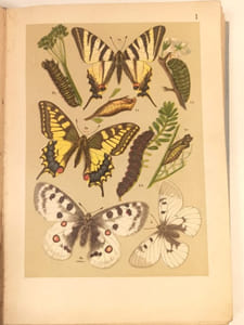 Guide pratique de l'amateur de papillons