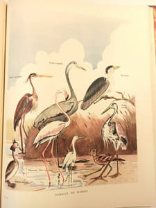 Camargue. Préface de Ch. Delanglade.