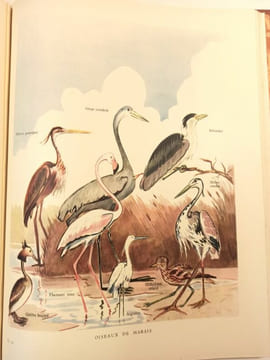 Camargue. Préface de Ch. Delanglade.. GAYMARD (F.).
