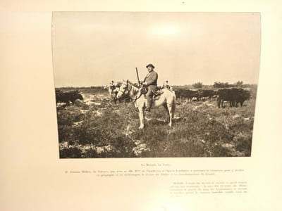 Le Taureau Camargue, son élevage, la course provençale.