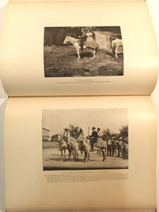 Le Taureau Camargue, son élevage, la course provençale.