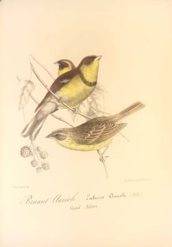 Richesses ornithologiques du midi de la France, ou description méthodique de tous les oiseaux observés en Provence et dans les départements ...
