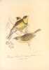 Richesses ornithologiques du midi de la France, ou description méthodique de tous les oiseaux observés en Provence et dans les départements ...