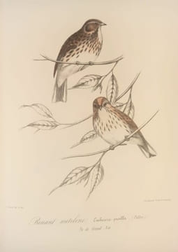 Richesses ornithologiques du midi de la France, ou description méthodique de tous les oiseaux observés en Provence et dans les départements ...