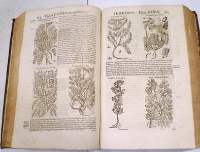 Histoire générale des Plantes contenant VIII livres également departis en deux tomes : Sortie latine de la Bibliothèque de Me Jacques Dalechamps puis faite par Françoise par Me Jean des Moulins, mèdecins très-fameux de leur sièclee, où sont pourtraités et descrites infinies plantes par les noms propres de diverses Nations, leurs espèces, forme, origine, saison, temperament naturel et vertus convenables à la mèdecine, avec un indice contenu au commencement du second, tome trés utile et trés necessaire pour monstrer les proprietez des Simples, et donner guérison à toutes les parties du corps humain.Ensemble les tables des noms en diverses langues.