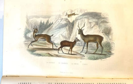OEuvres complètes. Avec des extraits dr Daubenton et la classification de Cuvier. Histoire naturelle comprenant les cétacés, les quadrupèdes ovipares, ...
