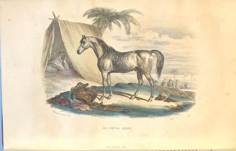 OEuvres complètes. Avec des extraits dr Daubenton et la classification de Cuvier. Histoire naturelle comprenant les cétacés, les quadrupèdes ovipares, ...