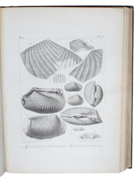 Études critiques sur les Mollusques fossiles (contenant les Trigonies et les Myes du Jura et de la Craie Suisses). (4 Parts).