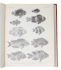 The Fishes of India being a Natural History of the Fishes known to inhabit the Seas and Fresh Waters of India, Burma, and Ceylon. 2 Vols. (Text a. ...