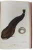 Zoologia Danica seu Animalium Daniae et Norvegiae rariorum ac minus notorum Descriptiones et Historia. Volumen I-IV. (Auctore O.F. Müller. - Vol. III: ...