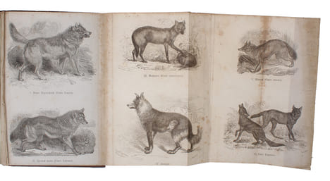Priruchennyie zhivotnyie i vozdelannyie rasteniya [i.e. Russian ""The Variation of Animals and Plants under Domestication"". Translated from English ...