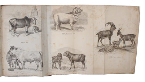 Priruchennyie zhivotnyie i vozdelannyie rasteniya [i.e. Russian ""The Variation of Animals and Plants under Domestication"". Translated from English ...
