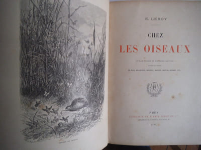 Chez les oiseaux