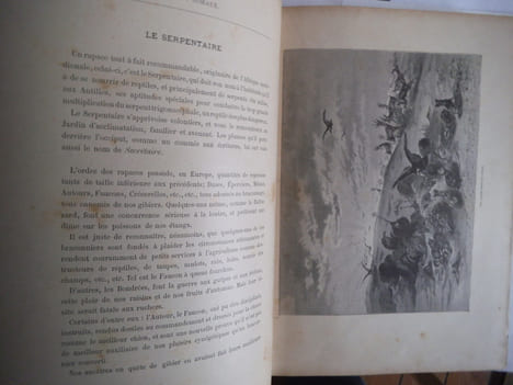 Chez les oiseaux . LEROY E.