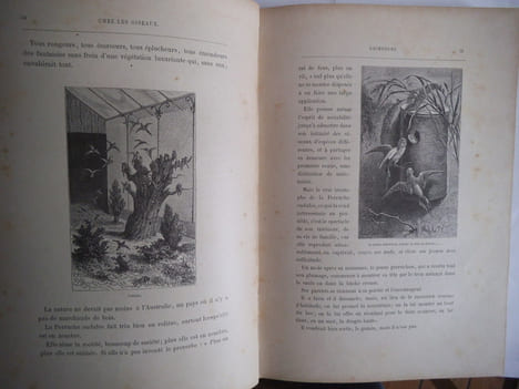 Chez les oiseaux . LEROY E.