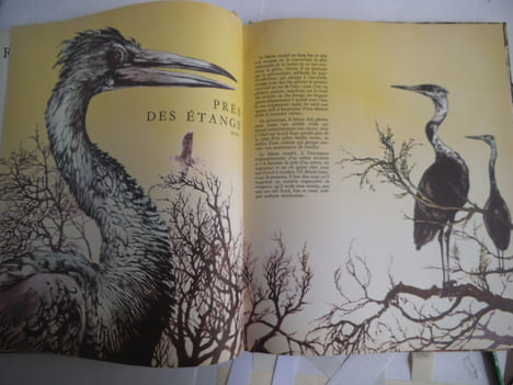 La forêt secrète. HAUSMAN René