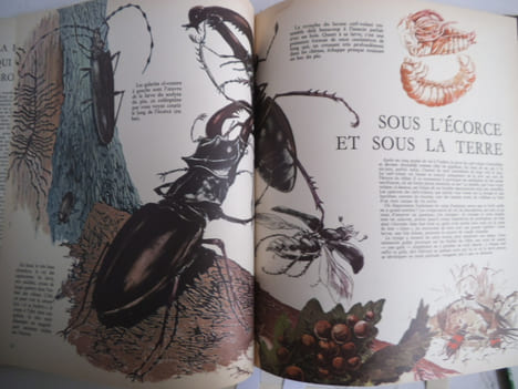 La forêt secrète. HAUSMAN René