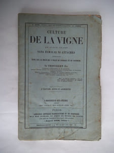 Culture de la vigne en plein champ