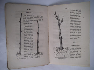 Culture de la vigne en plein champ