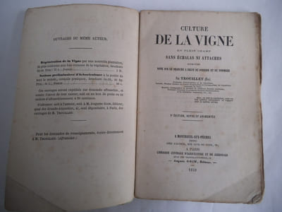 Culture de la vigne en plein champ