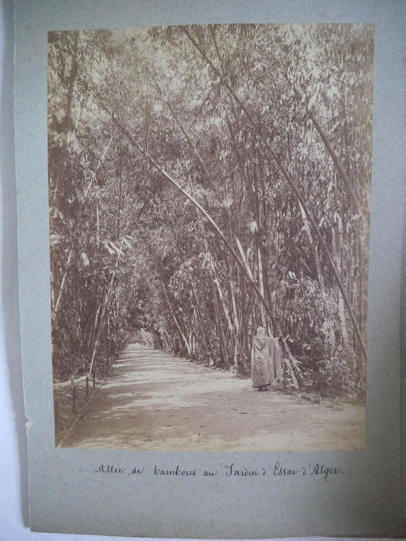Allée de bambous au jardin d’essai d’Alger . Alexandre LEROUX   