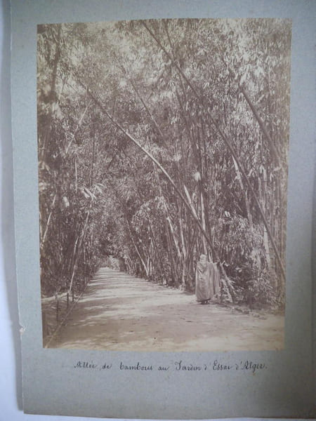 All&eacute;e de bambous au jardin d’essai d’Alger . Alexandre LEROUX   
