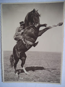 Cavalier et cheval cabré