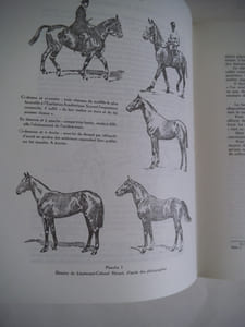 Equitation académique.
