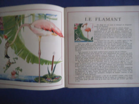 Le Buffon des enfants. Les oiseaux exotiques. ROY Bernard
