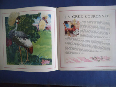Le Buffon des enfants. Les oiseaux exotiques. ROY Bernard