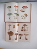  Guide pratique pour la recherche de soixante champignons comestibles. BERNARDIN Charles 
