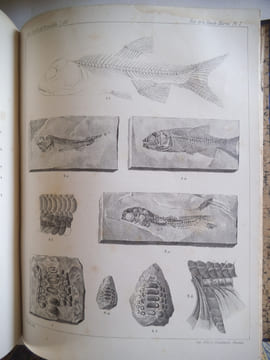 Description géologique et paléontologique des étages jurassiques supérieurs de la Haute Marne. . LORIOL P de – E. ROYER et H. TOMBECK 