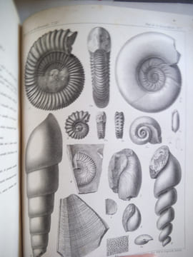 Description géologique et paléontologique des étages jurassiques supérieurs de la Haute Marne. . LORIOL P de – E. ROYER et H. TOMBECK 