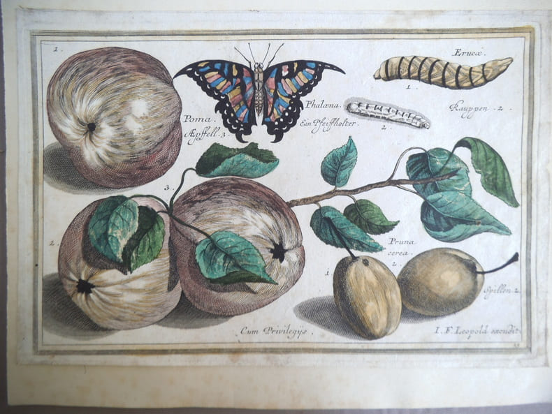 Pommes, prunes, papillon. Fruits, insectes  pr&eacute;dateurs. . LEOPOLD I.F 